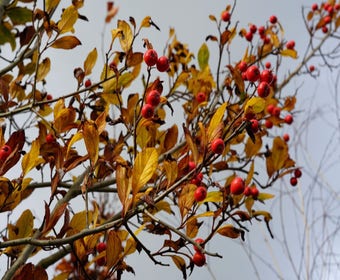 Weißdorn als Baum (Crataegus lavallei 'Carrierei')