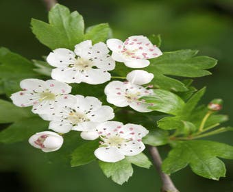 Weißdorn als Baum (Crataegus monogyna 'Stricta')