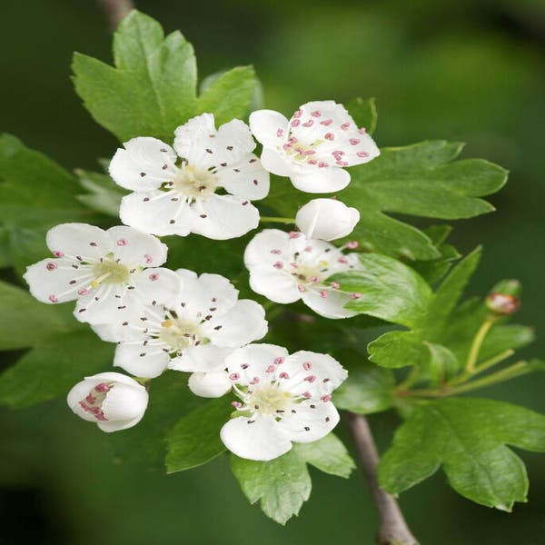 Crataegus monogyna 'Stricta' (bloesem)