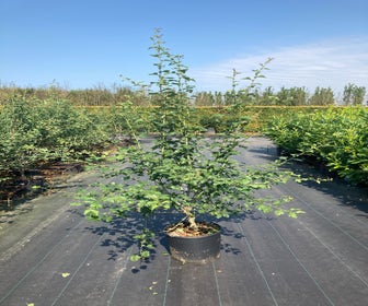 Mehrstämmige Rote Weißdorn (Crataegus 'Paul's Scarlet')