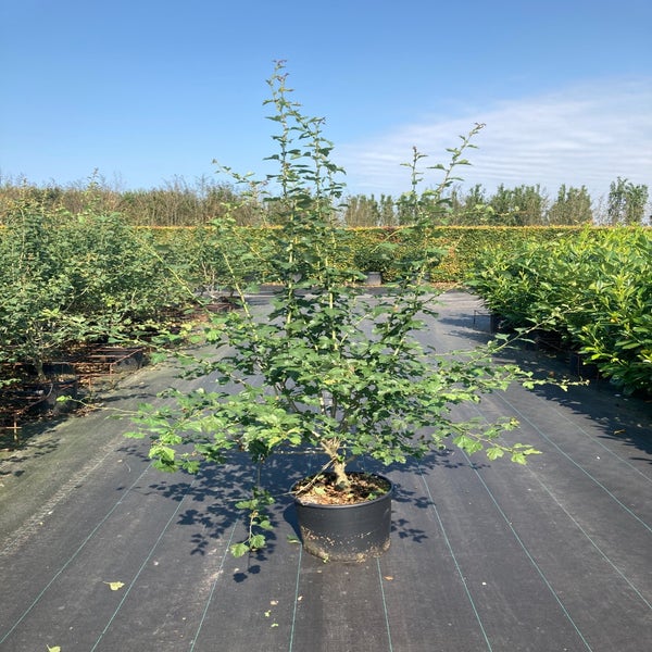 Mehrstämmige Rote Weißdorn (Crataegus 'Paul's Scarlet')