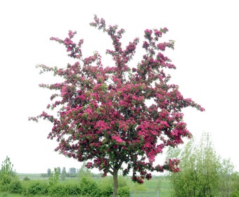 Rote Heckenrose (Crataegus laevigata 'Paul's Scarlet')