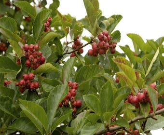 Weißdorn als Baum (Crataegus persimilis 'Splendens')