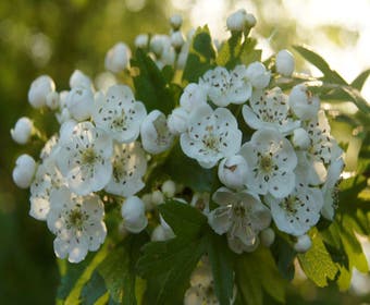Weißdornhecke (Crataegus monogyna)