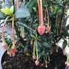 Chilenischer Lampenbaum (Crinodendron hookerianum)