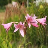 Hakenlilie (Crinum x powellii)