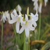 Hakenlilie (Crinum x powellii 'Album')