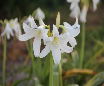 Hakenlilie (Crinum x powellii 'Album')