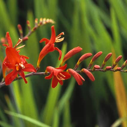 Montbretie (Crocosmia 'Lucifer')