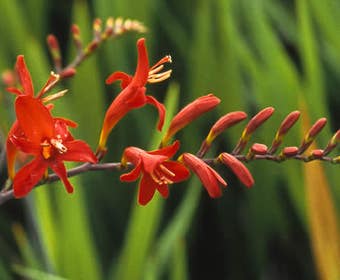 Montbretie (Crocosmia 'Lucifer')