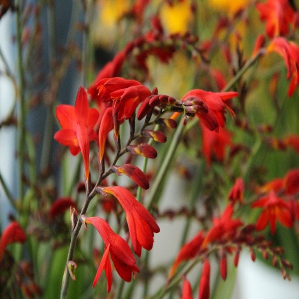Montbretia (Crocosmia 'Emberglow') - Blumenzwiebel