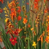 Montbretia (Crocosmia großblumig Mix)