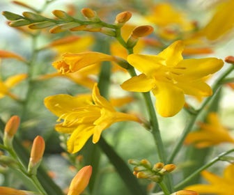 Montbretie (Crocosmia 'George Davidson')