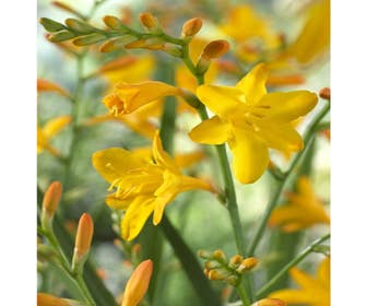 Montbretie-Knolle (Crocosmia 'George Davidson')