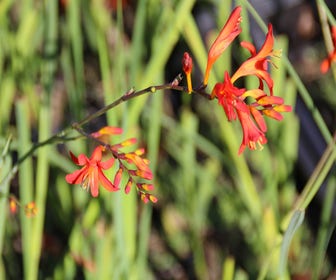 Montbretia (Crocosmia masoniorum)