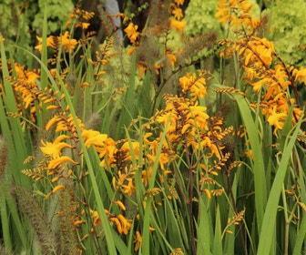 Montbretie (Crocosmia 'Yellow Emberglow')
