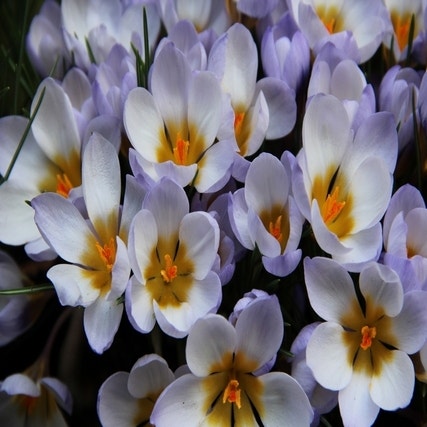 Crocus chrysanthus 'Blue Pearl'