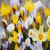 Krokus (Crocus chrysanthus mix)