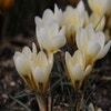Krokus (Crocus chrysanthus 'Cream Beauty')