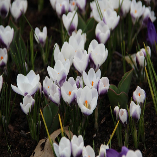 Krokus (Crocus chrysanthus 'Prins Claus')