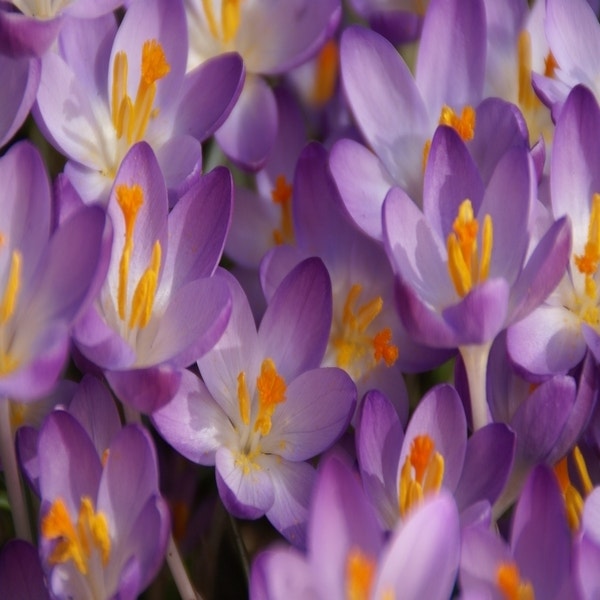 Crocus tommasinianus 'Barr's Purple' (Krokus)