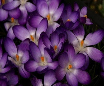 Krokus (Crocus tommasinianus 'Ruby Giant')