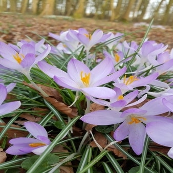 Crocus tommasinianus (Krokus)