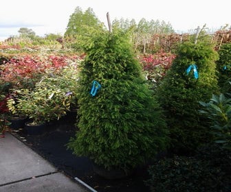 Sicheltanne (Cryptomeria japonica 'Elegans')