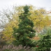 Sicheltanne (Cryptomeria japonica. 'Monstrosa Nana')