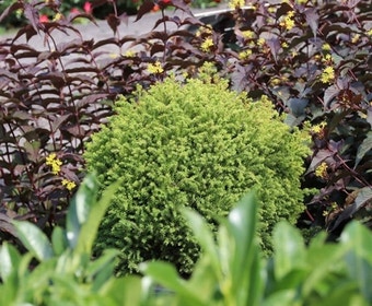Zwerg-Cryptomerie (Cryptomeria japonica 'Vilmorin Gold')