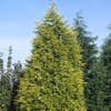 Gelbe Heckenkonifere (Cupressocyparis leylandii 'Gold Rider')