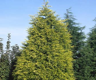 Gelbe Heckenkonifere (Cupressocyparis leylandii 'Gold Rider')