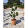 Grüne Konifere als Pompon (Cupressocyparis leylandii)