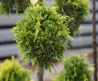 Gelbe Konifere als Pompon (Cupressocyparis leylandii 'Gold Rider')