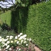 Schnellwachsende Heckenkonifere (Cupressocyparis leylandii)