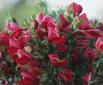 Ginster auf Stamm (Cytisus 'Boskoop Ruby')