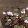Runde Cyclamen (Cyclamen coum)