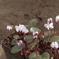 Runde Cyclamen (Cyclamen coum)
