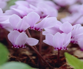 Alpenviooltje (Cyclamen hederifolium)