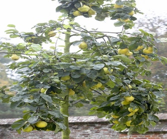 Quitte (Cydonia oblonga 'Portugal')