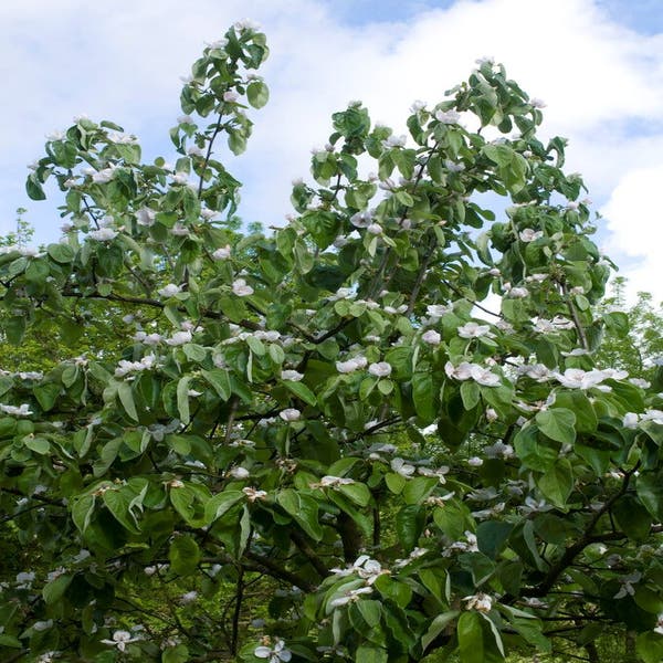 Cydonia oblonga 'Vranja' (kweepeer)