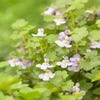 Mauer-Löwenmaul (Cymbalaria muralis)