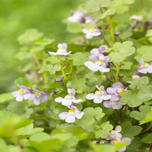 Mauer-Löwenmaul (Cymbalaria muralis)