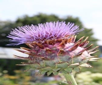 Artischocke (Cynara scolymus)