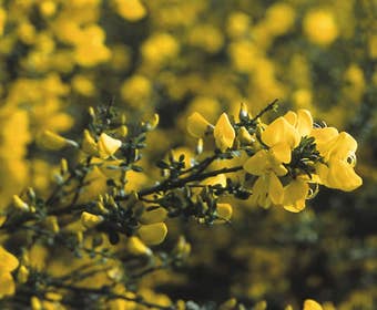 Ginster (Cytisus praecox 'Allgold')