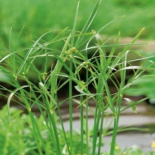 Cyperus Haspans