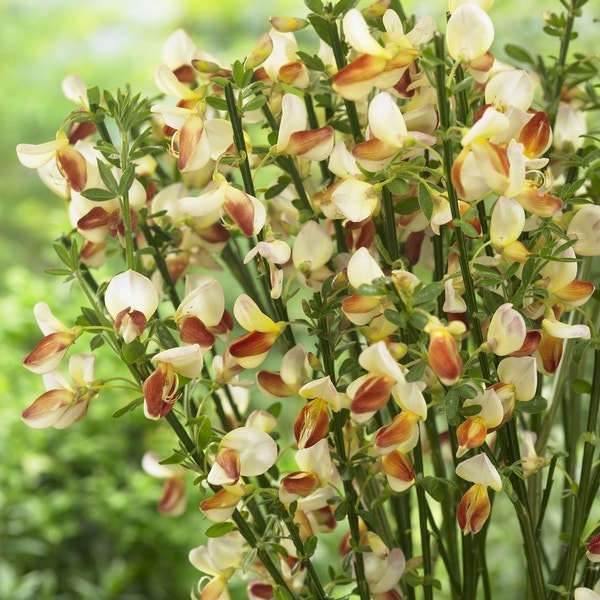 Ginster (Cytisus 'Andreanus')