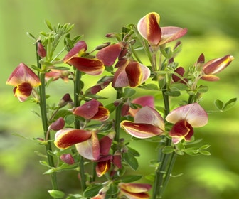 Ginster (Cytisus 'Goldfinch')