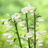 Ginster (Cytisus 'White Lion')