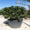 Amerikanische Stechpalme als Ballen (Ilex 'Nellie R Stevens')